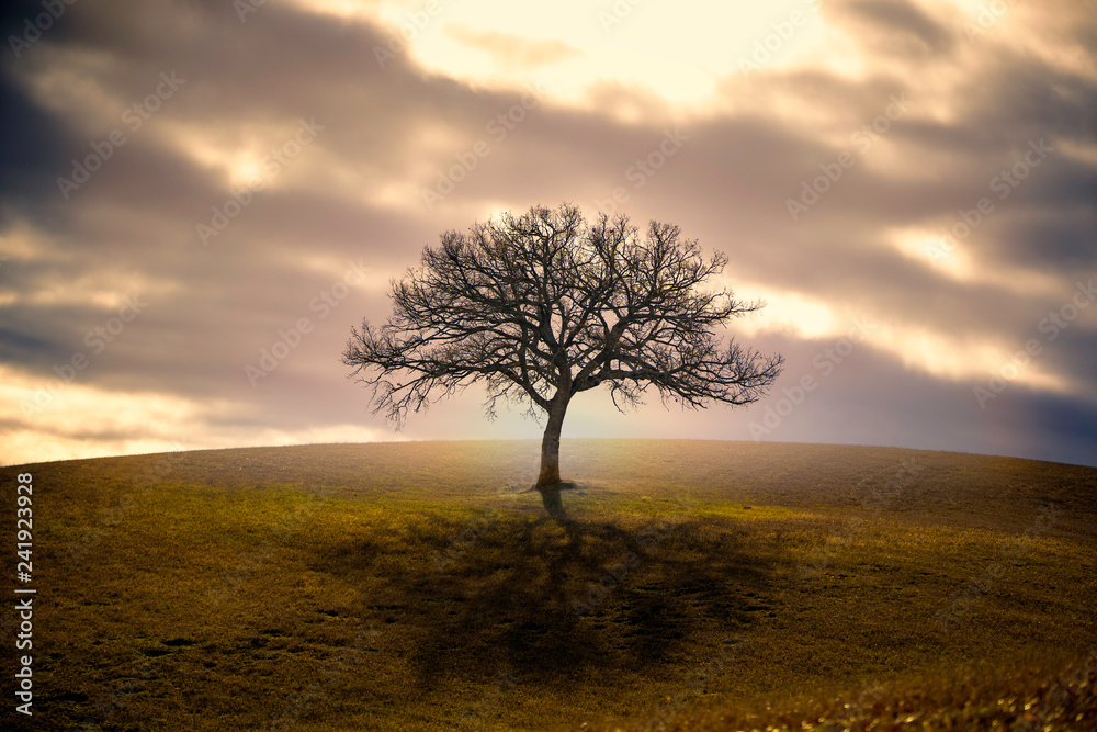 Albero solitario Albero solitario