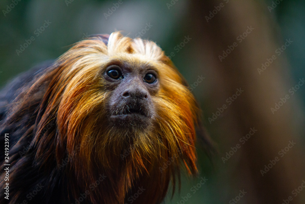 Closeup of Golden Lion Tamarin at the National Zoo Closeup of Golden Lion Tamarin at the National Zoo