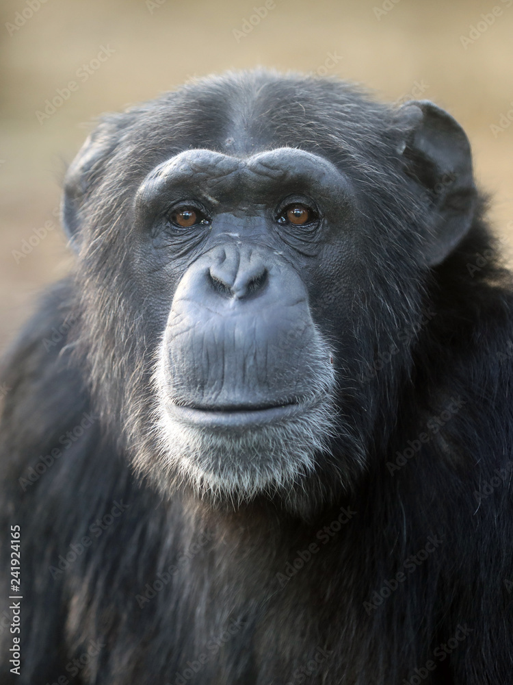 Female Chimpanzee Portrait looking at camera in nature Female Chimpanzee Portrait looking at camera in nature