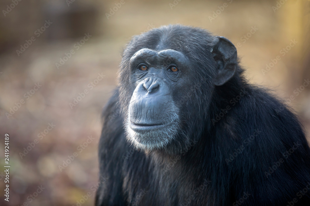 Female Chimpanzee Portrait looking at camera in nature - obrazy, fototapety, plakaty 