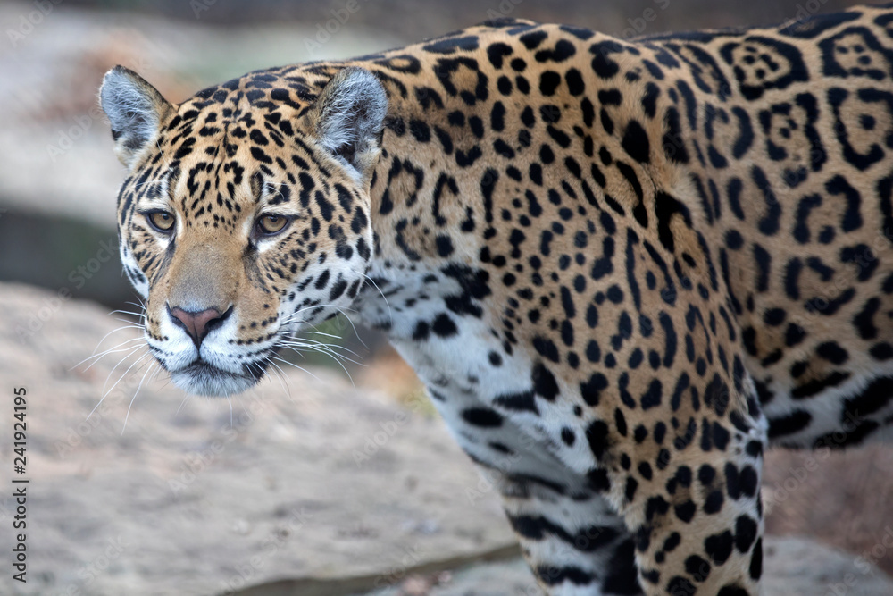 Obraz premium close-up of wild Jaguar standing in nature