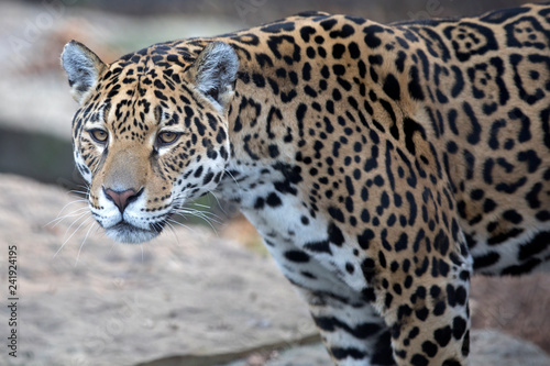 close-up of wild Jaguar standing in nature © Edwin Butter