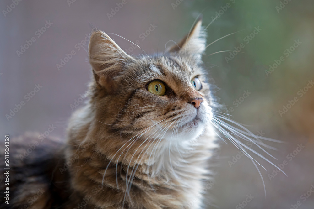 tabby domestic long-haired cat resting at home