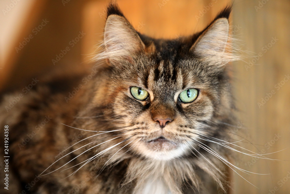 tabby domestic long-haired cat resting at home tabby domestic long-haired cat resting at home
