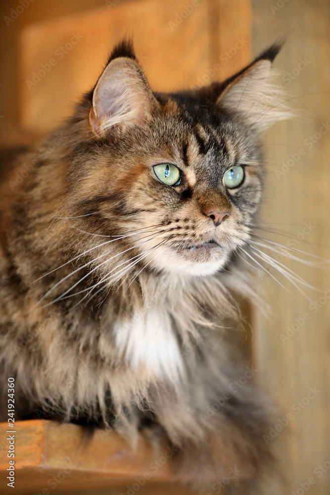 tabby domestic long-haired cat resting at home tabby domestic long-haired cat resting at home