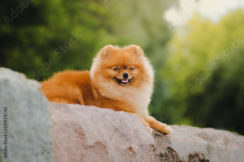 cheerful spitz lies and smiles