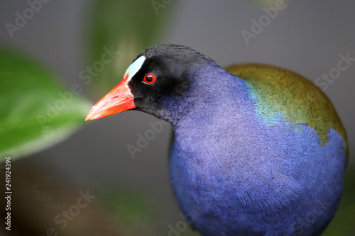 American purple gallinule with exotic plumage, close-up photo
