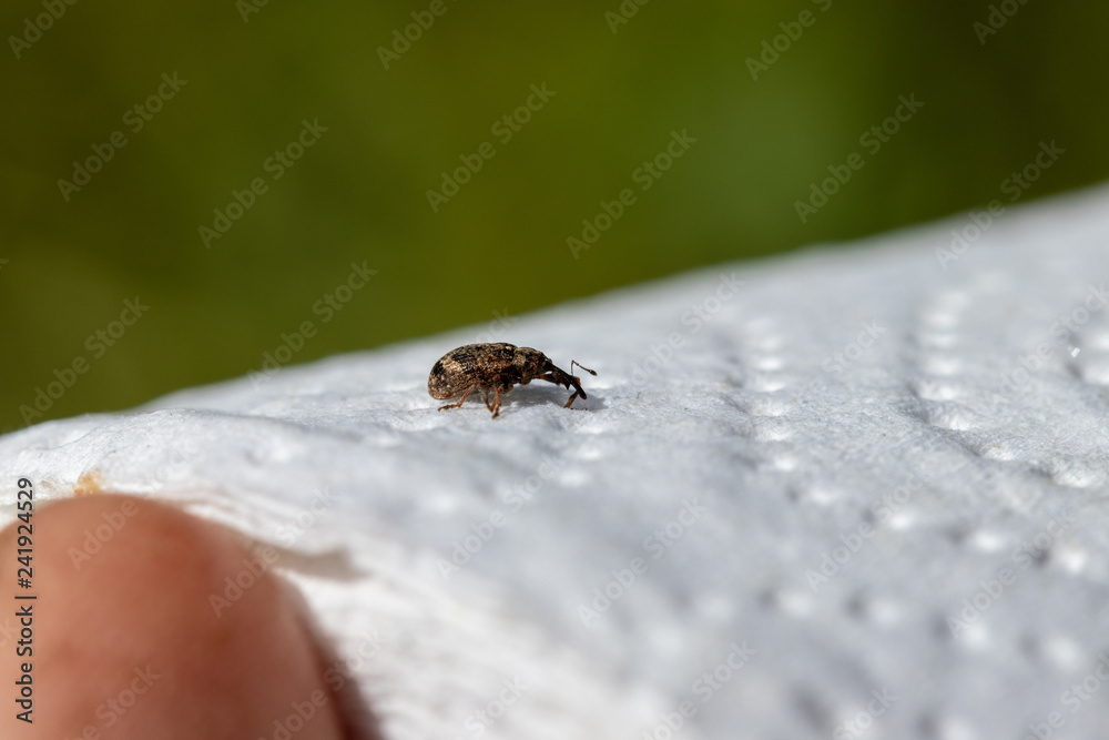 Weevil crawling on a paper towel