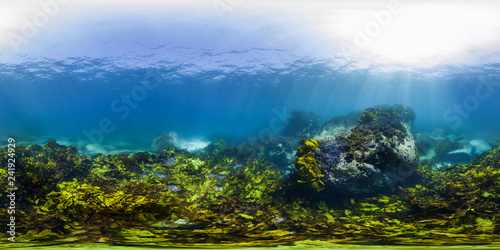Kelp in Australia © The Ocean Agency
