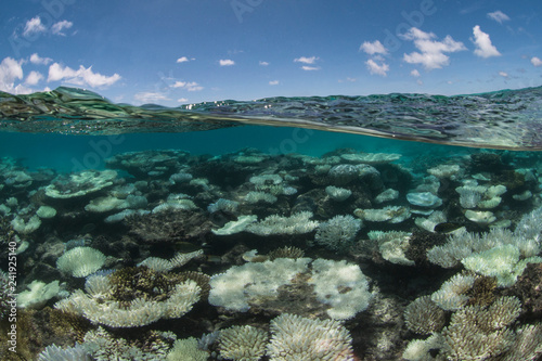 Fototapeta Naklejka Na Ścianę i Meble -  Under over of coral bleaching in Maldives