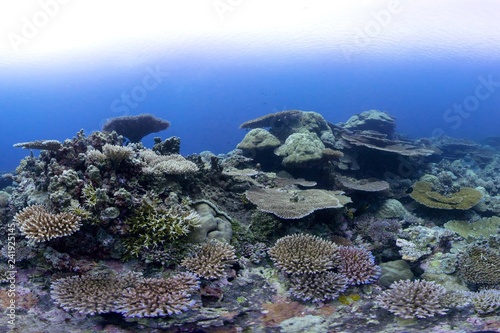 Healthy coral reef