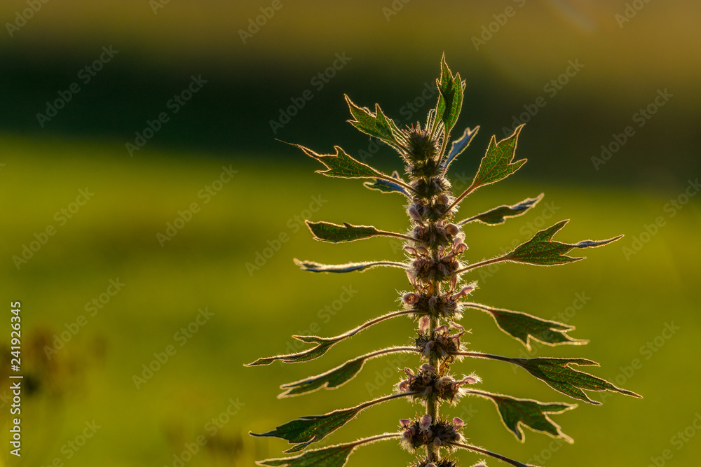 Blooming Motherwort, Leonurus cardiaca, an herbaceous perennial plant , in the evening in a natural setting