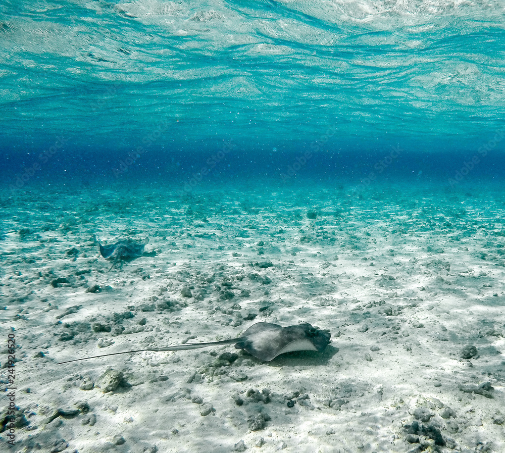 Fototapeta premium Mantarraya de perfil nadando en el mar cristaino de san andrés islas