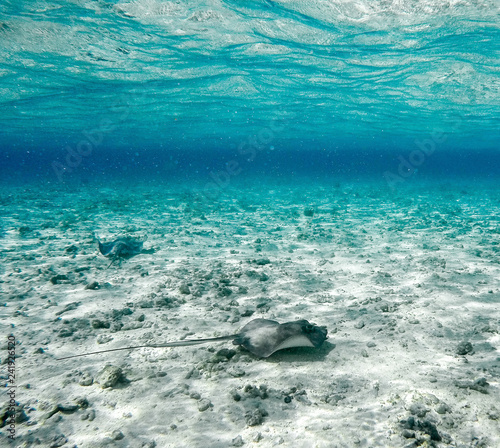 Mantarraya de perfil nadando en el mar cristaino de san andr  s islas