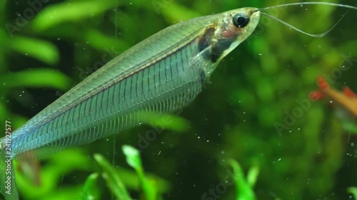 A close up shot with shallow depth of field of an Asian glass catfish, also called a ghost catfish, facing to the right. photo