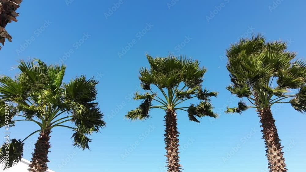 Palm Trees being blown by high wind from the Gulf of Mexico in Galveston, Texas, USA Palm Trees being blown by high wind from the Gulf of Mexico in Galveston, Texas, USA