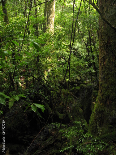 Landscape of Yakushima in Japan surrounded by Yakusugi and green Jun 25th 2010