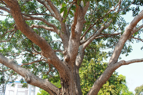 big tree at forest