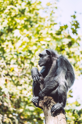 Chimpanzé assis sur une branche © PicsArt
