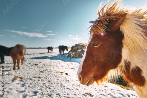 Cute Icelandic Horses