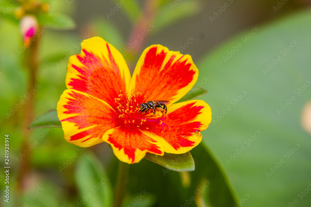 Bee on Portulaca flower in garden Bee on Portulaca flower in garden