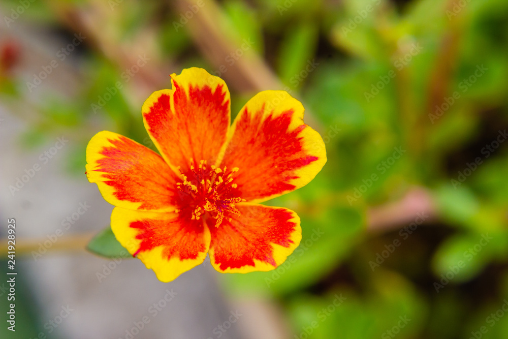 Closeup Portulaca flower in garden. (Portulaca oleracea) Closeup Portulaca flower in garden. (Portulaca oleracea)