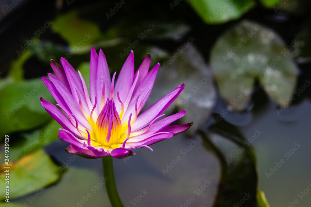 violet waterlily or lotus flower blooming on pond violet waterlily or lotus flower blooming on pond