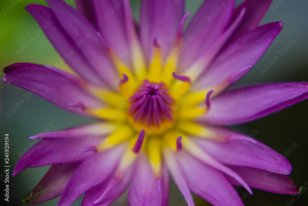 part of purple Lotus Water Lilly pollen