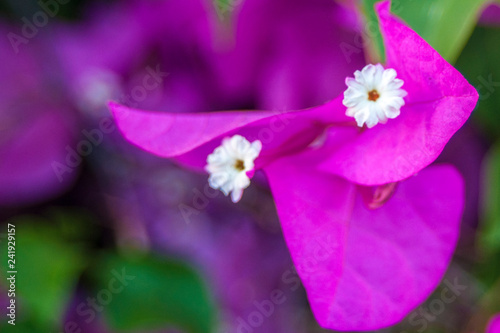 flower chrysanthemum purple on a white isolated background with clipping path. Nature. Closeup no shadows. Garden flower.