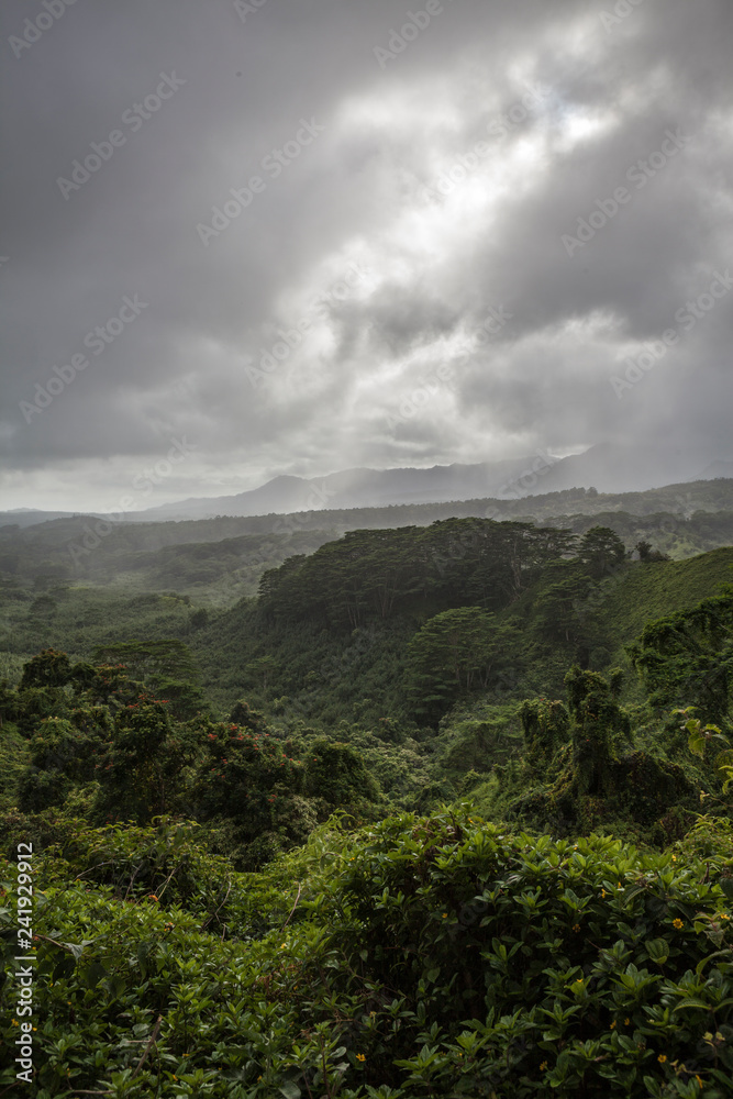 Rainforest Rainforest