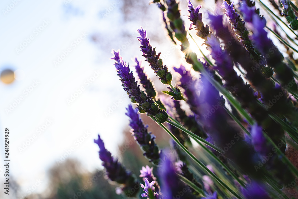 Obraz premium Lavender, beautiful and romantic aromatic plant with bright colors.
