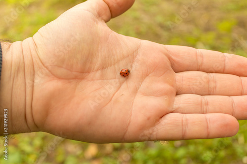 Red ladybug closeup in man's hand. close up