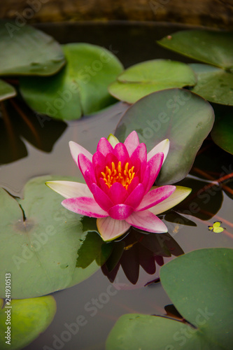 beautiful lotus flower Ellisiana or Tubtim Siam Water Lily blooming on pond