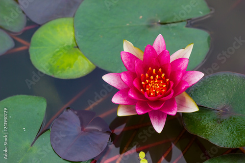 beautiful lotus flower Ellisiana or Tubtim Siam Water Lily blooming on pond