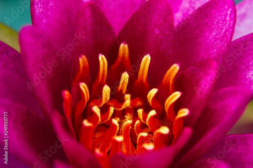 part of  beautiful lotus flower Ellisiana or Tubtim Siam Water Lily blooming on pond