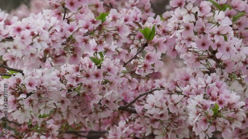 Cherry Blossoms II