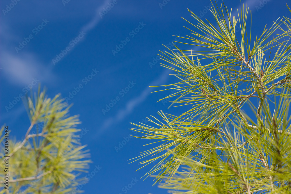 colorful bright garden photography of pine cedar tree needle leave on vivid blue sky background wallpaper pattern landscape, copy space colorful bright garden photography of pine cedar tree needle leave on vivid blue sky background wallpaper pattern landscape, copy space
