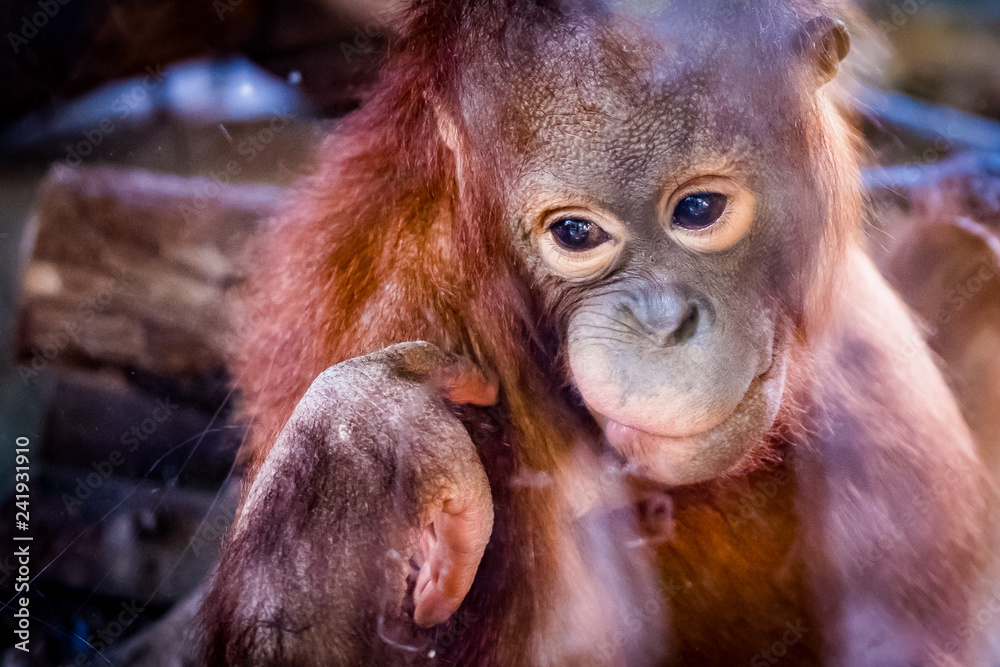 Fototapeta premium Portrait d'un bébé orang-outan de Bornéo