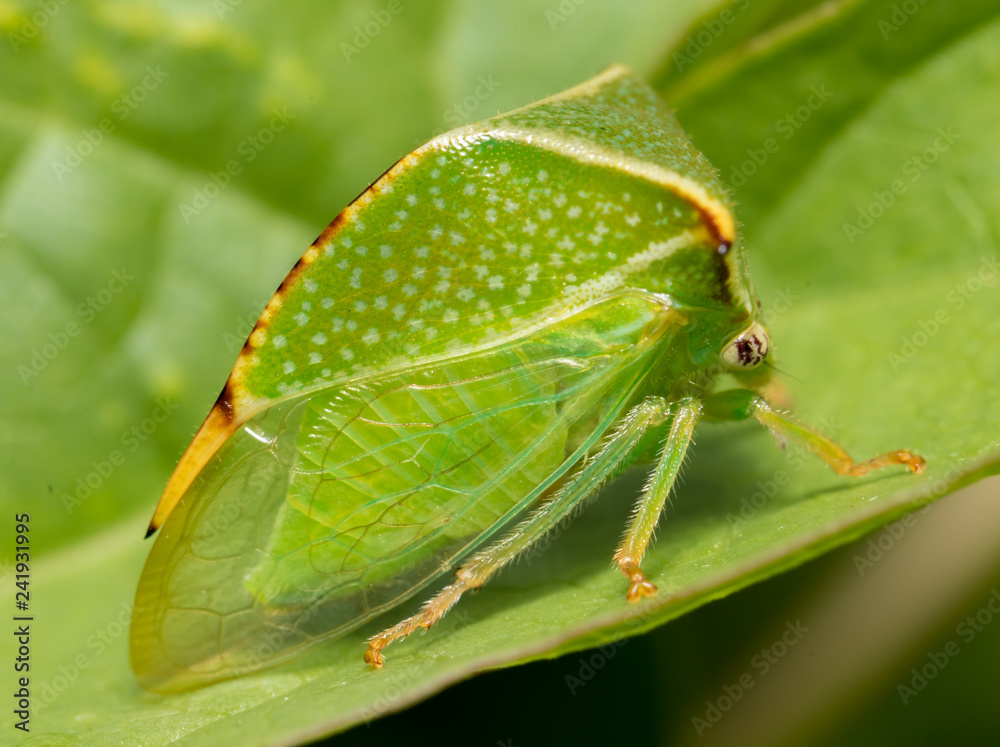 buffalo tree hopper blending in with its surroundings buffalo tree hopper blending in with its surroundings