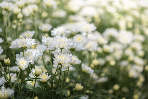 small white Chrysanthemum flower  nature background