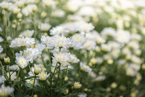 small white Chrysanthemum flower, nature background
