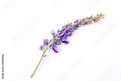 Pueraria flower / beautiful purple arabesque flower
