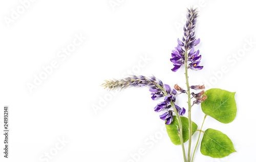 Pueraria flower   beautiful purple arabesque flower