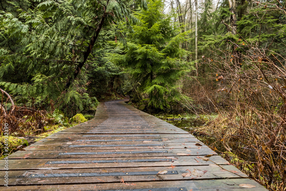 Obraz premium wet wooden walkway lead deep into the damp forest with green trees on both sides