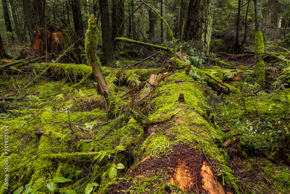 old forest filled with falling trees covered in green mosses old forest filled with falling trees covered in green mosses