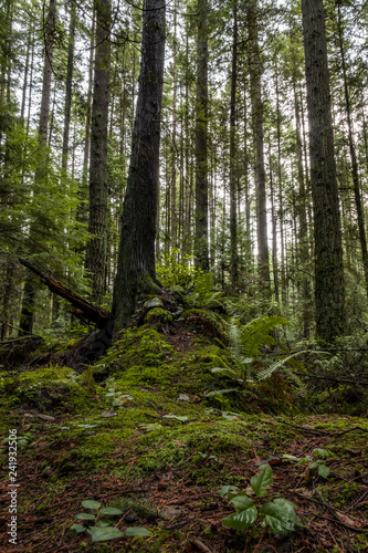 small bump near tall trees covered in green mosses inside forest © Yi