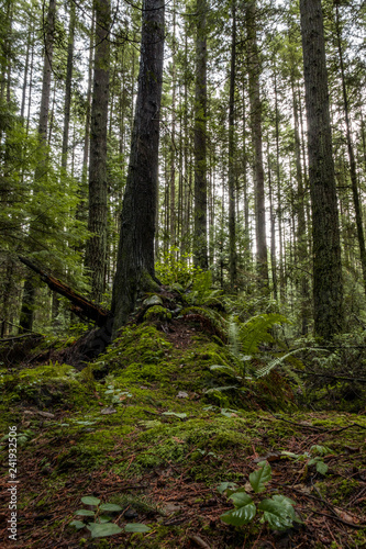 small bump near tall trees covered in green mosses inside forest 