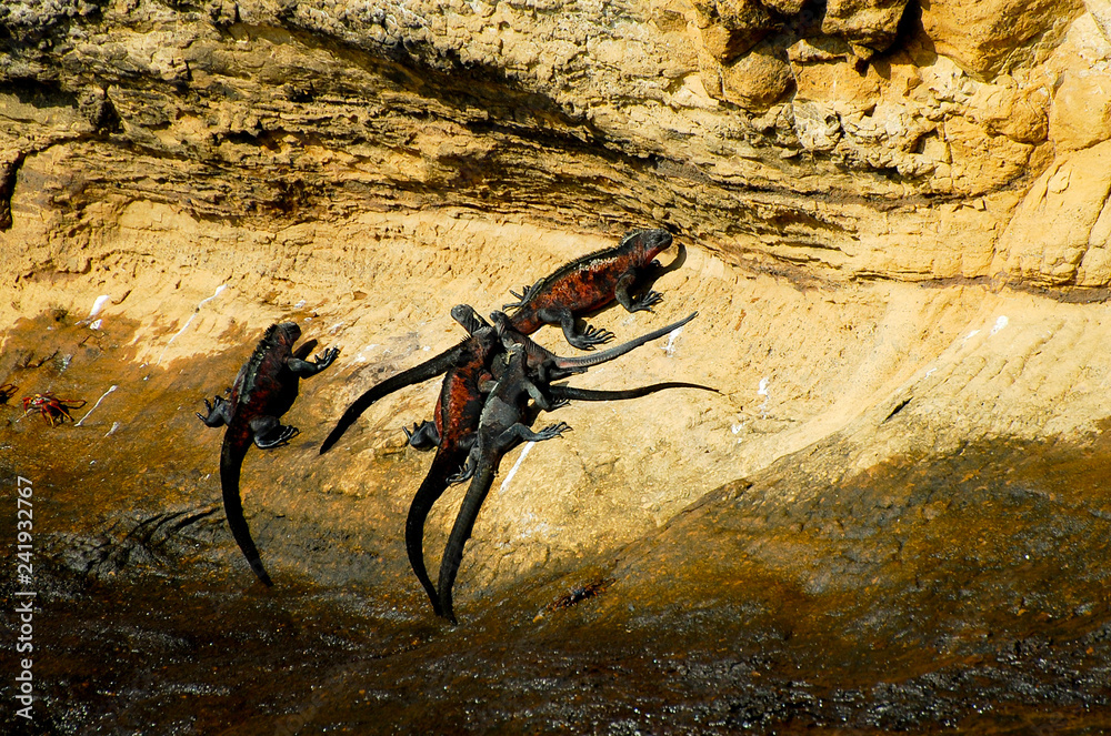 Fototapeta premium Marine Iguanas - Galapagos - Ecuador