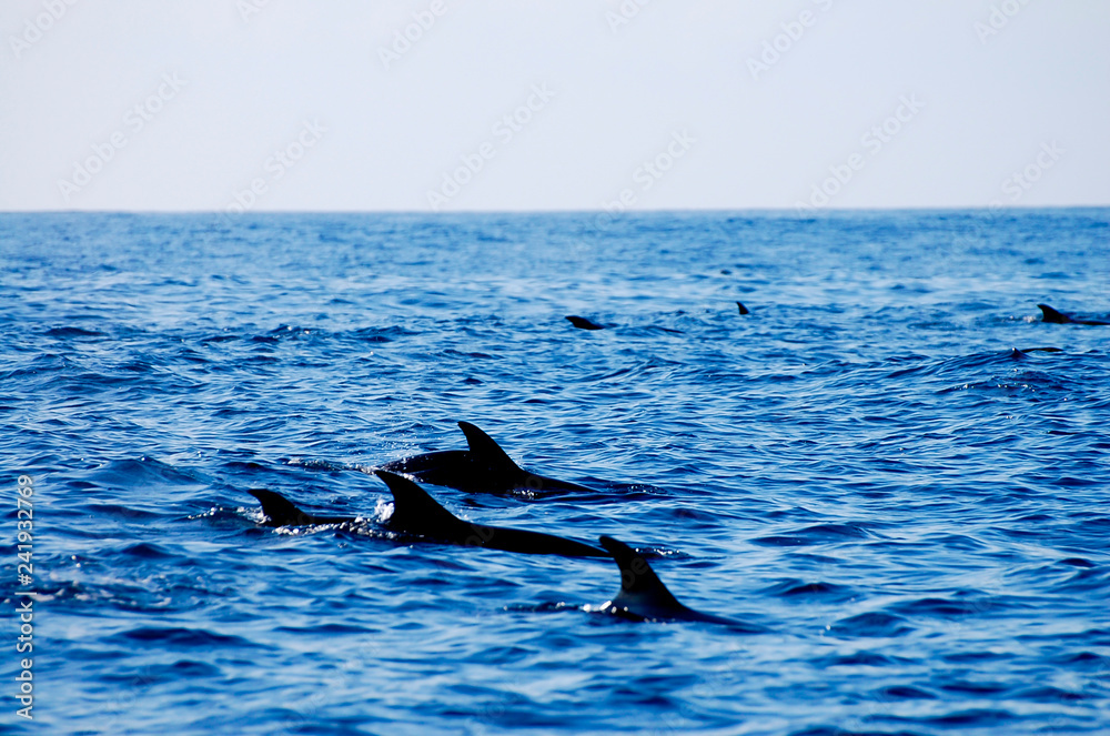 Fototapeta premium Wild Dolphin - Galapagos - Ecuador