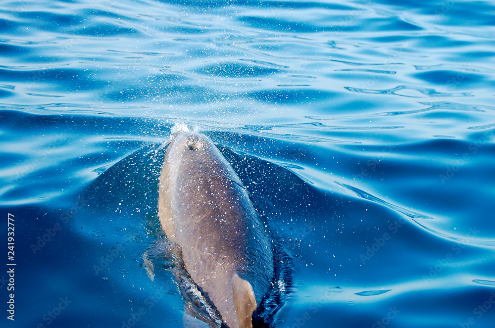 Naklejka premium Wild Dolphin - Galapagos - Ecuador